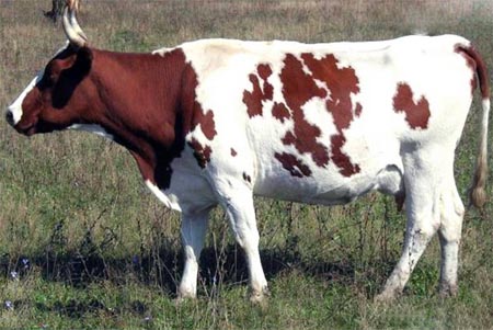 Корова Айрширской породы